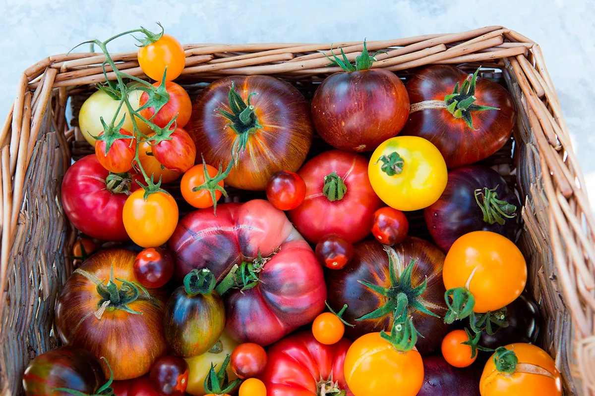 Kunnen we echt de beste tomaten proeven in februari