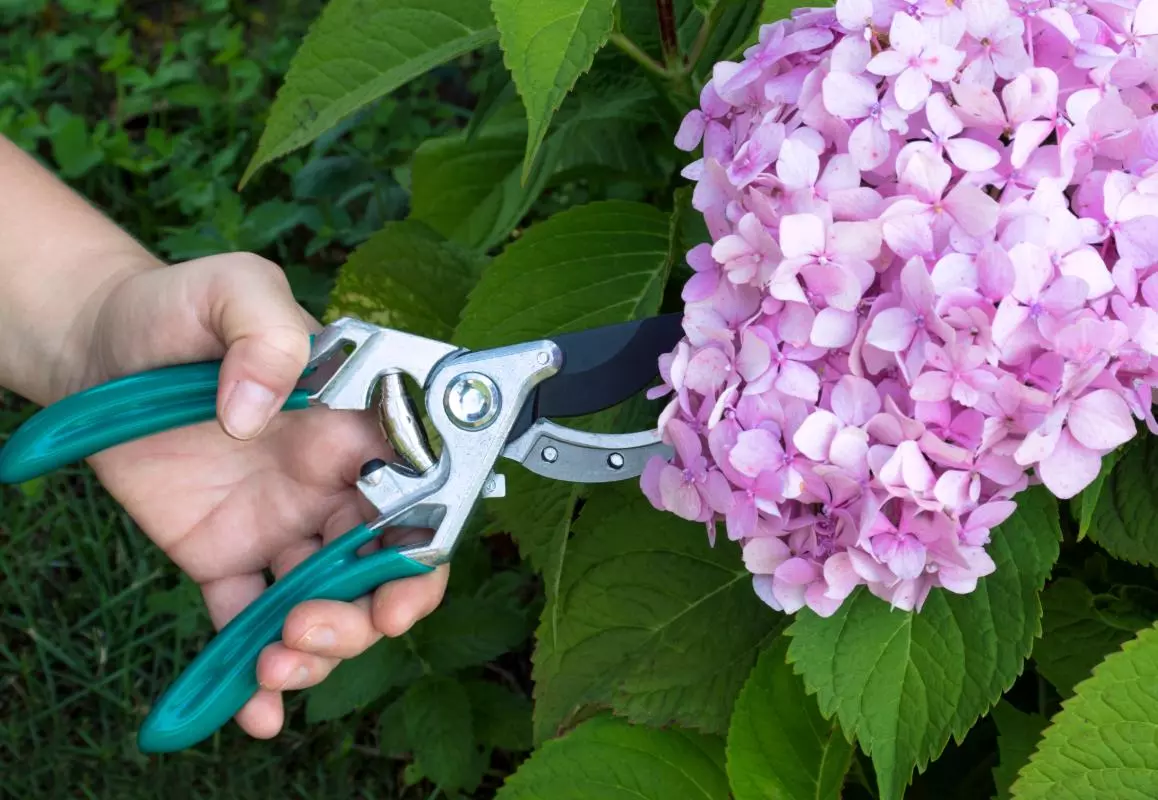 Mis deze stap niet voor maart: uw hortensia's zullen er alleen maar mooier uit zien
