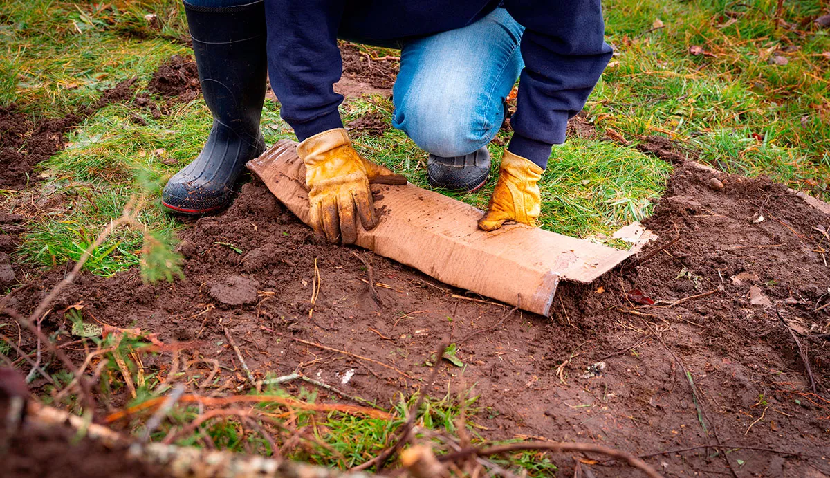 De kartonnen truc van mijn overgrootvader om de moestuin in het voorjaar als een pro voor te bereiden