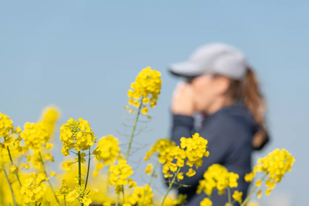 Denkt u gespaard te blijven van pollenallergieën? Het seizoen zou uw mening weleens kunnen veranderen