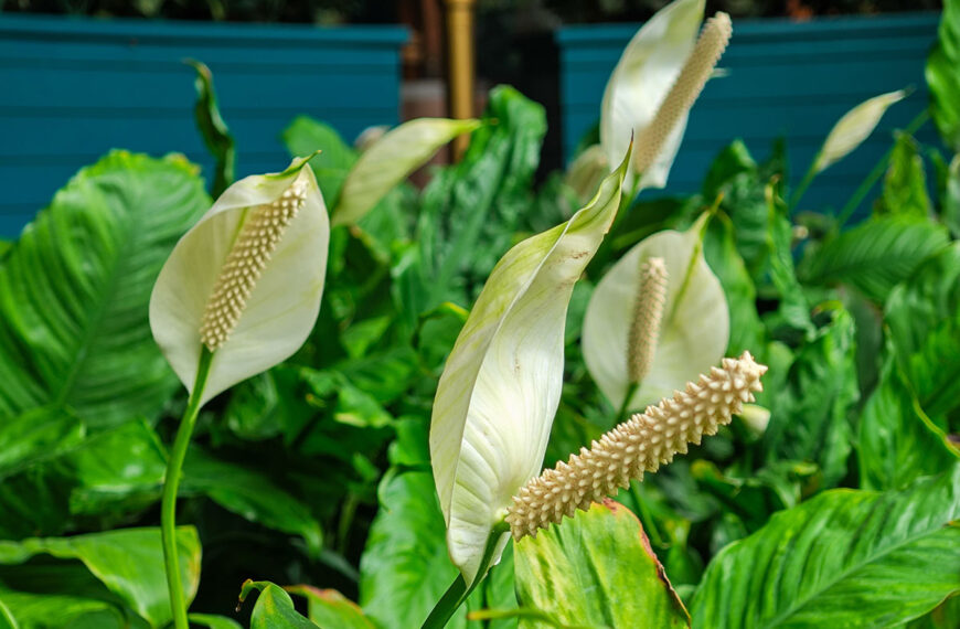 Deze mooie en effectieve plant absorbeert vocht en zuivert uw interieur op natuurlijke wijze