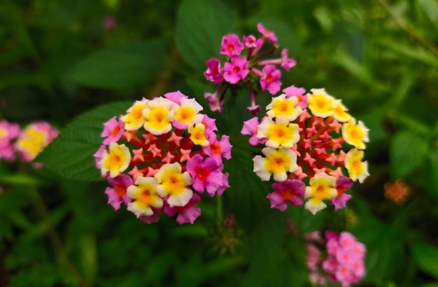 Deze onbekende bloem bloeit het hele jaar door... en verdient toch een plekje in elke tuin!