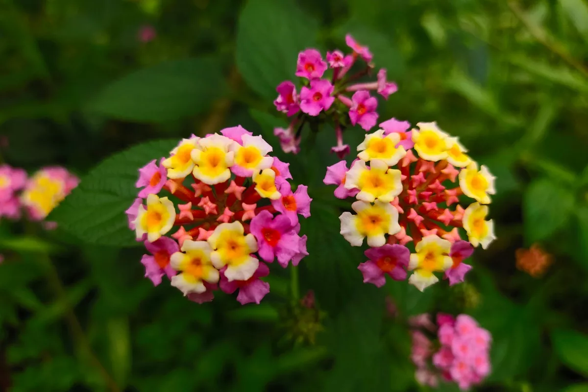 Deze onbekende bloem bloeit het hele jaar door... en verdient toch een plekje in elke tuin!