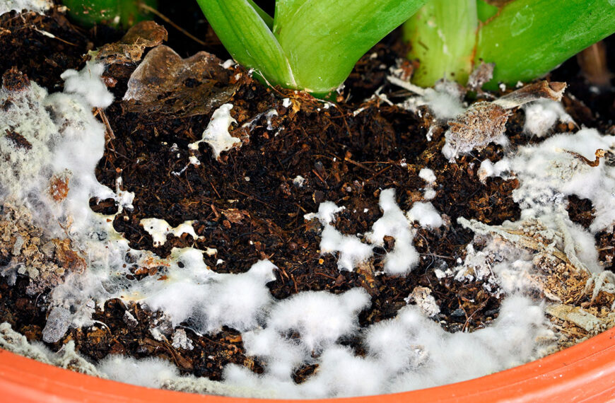 Deze specerij die je waarschijnlijk thuis hebt, is een geduchte natuurlijke schimmelwerende stof om je planten te redden van schimmel