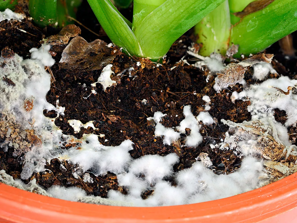 Deze specerij die je waarschijnlijk thuis hebt, is een geduchte natuurlijke schimmelwerende stof om je planten te redden van schimmel