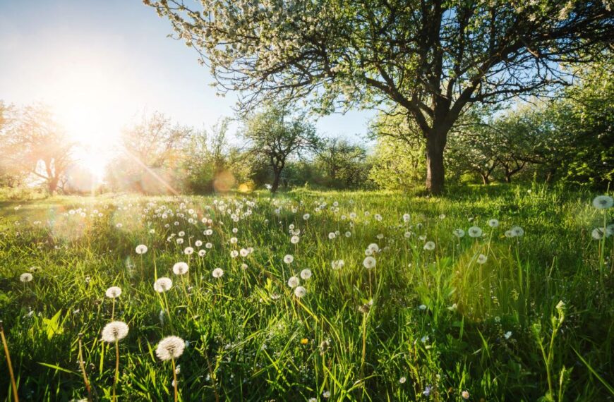 Dit jaar begint de lente niet op 20 of 21 maart... hier is waarom we elke keer fout zitten