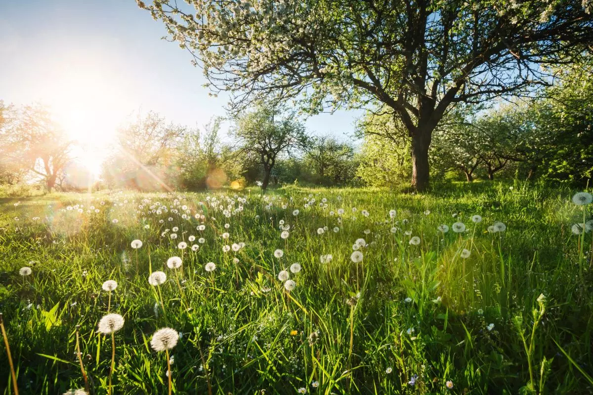 Dit jaar begint de lente niet op 20 of 21 maart... hier is waarom we elke keer fout zitten