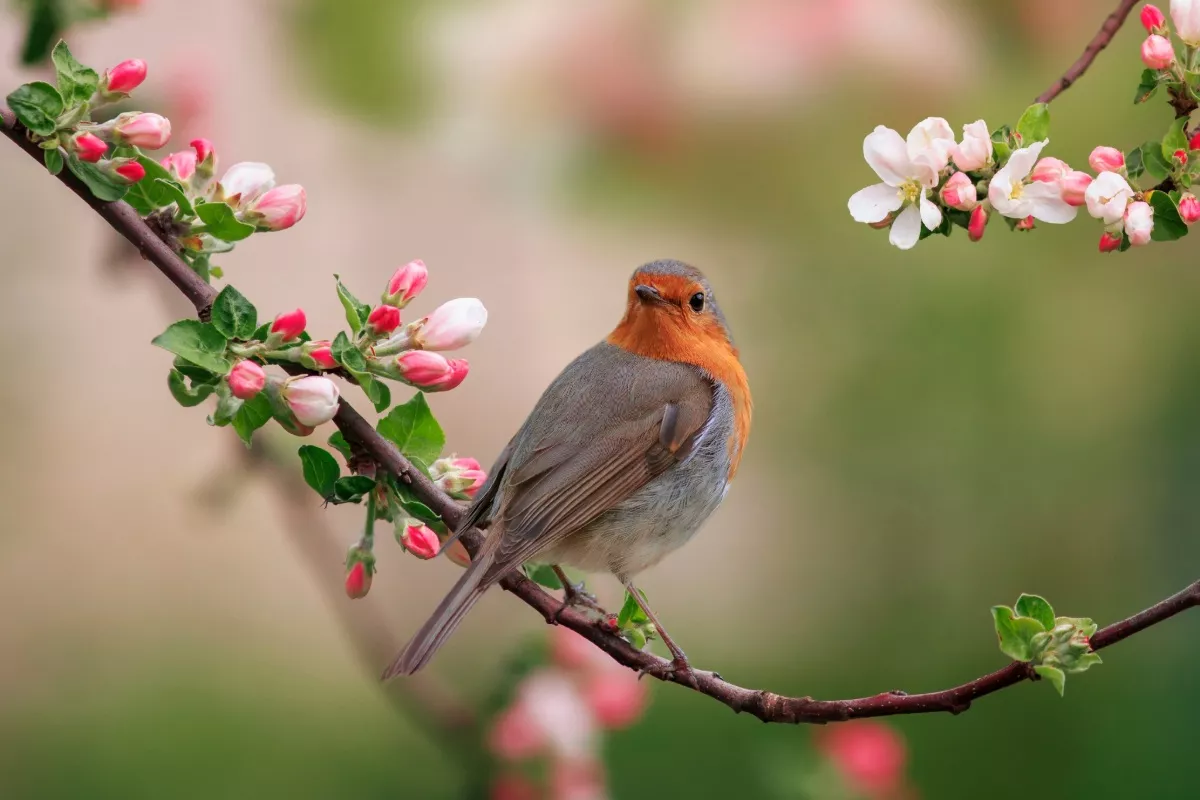 Een roodborstje in jouw tuin? Dit onverwachte teken heeft een mooie betekenis