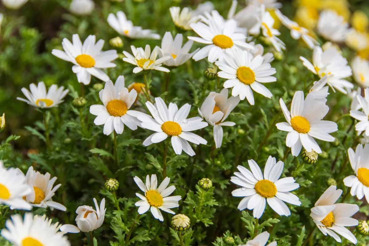 Gooi deze wilde planten niet langer weg: ze zijn eetbaar en heerlijk zodra ze goed geïdentificeerd zijn