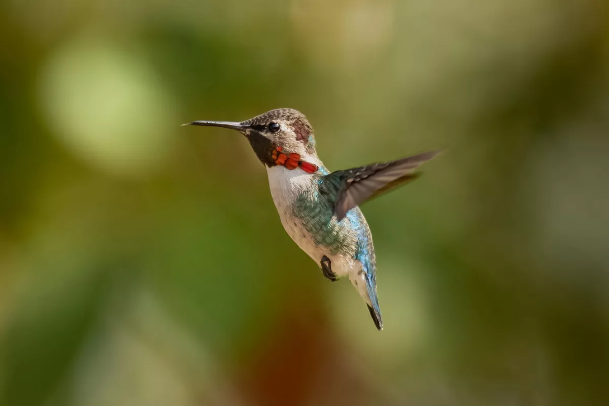 Hij is kleiner dan een USB-stick: ontdek de kleinste vogel ter wereld, alleen te zien in dit land