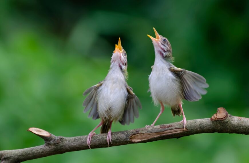 Leer gemakkelijk vogelgezang herkennen met deze eenvoudige en leuke methode