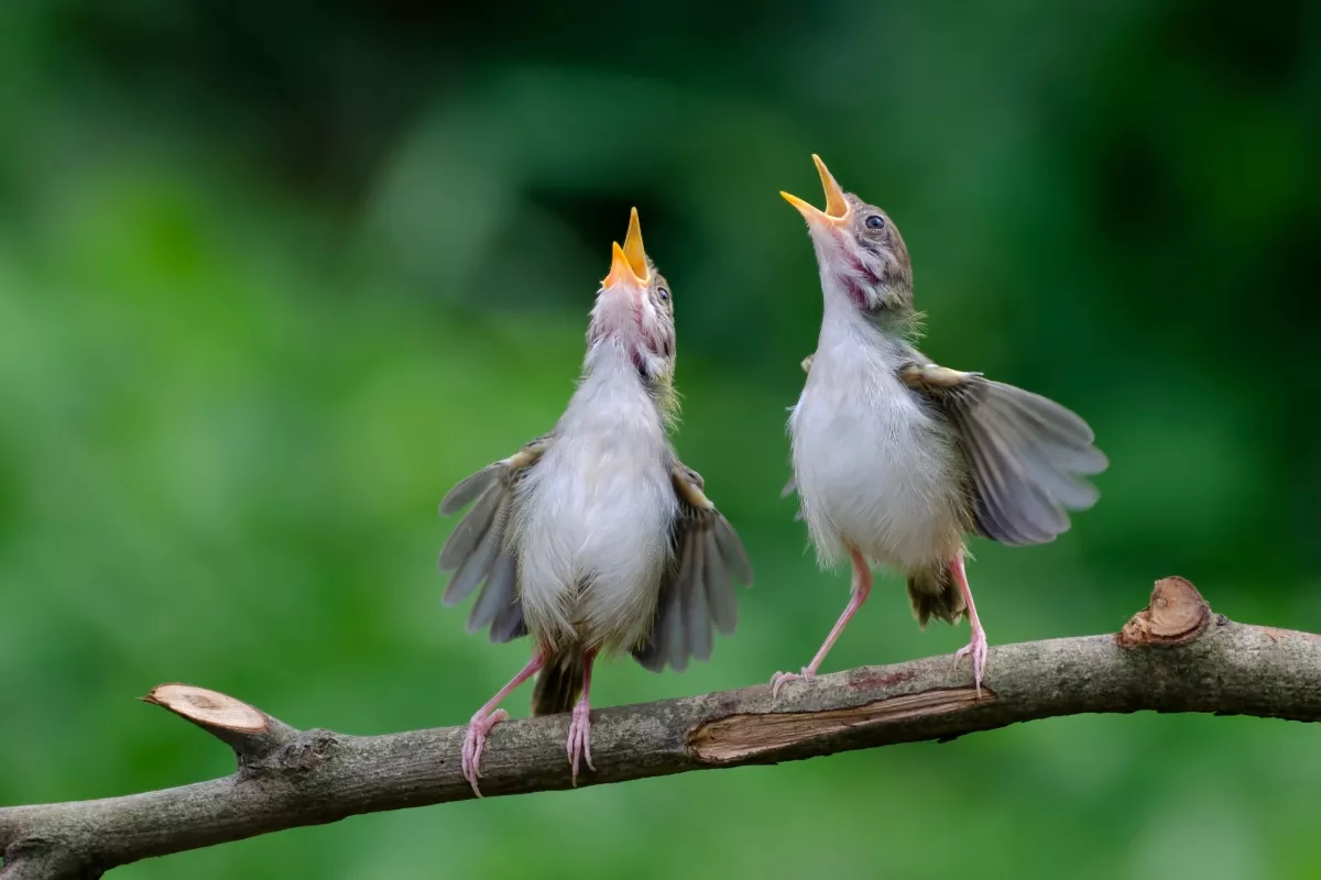 Leer gemakkelijk vogelgezang herkennen met deze eenvoudige en leuke methode