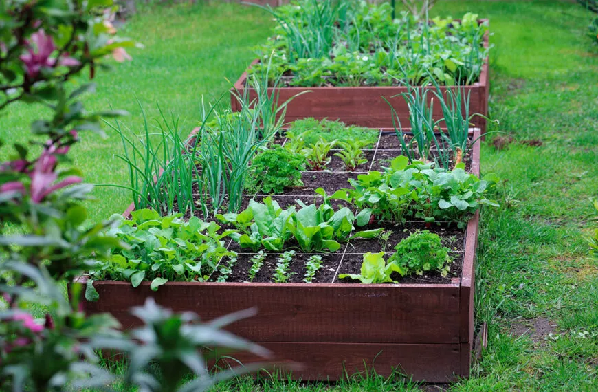 Moestuin onmisbare groenten om in maart te planten voor een mooie oogst