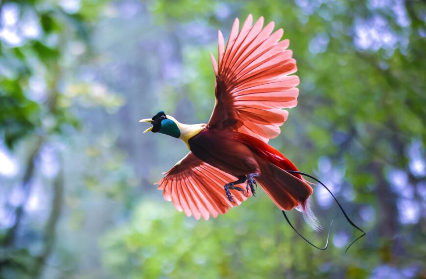 Ongelofelijke ontdekking: sommige vogels zouden in staat zijn tot bioluminescentie en wetenschappers zijn verbluft