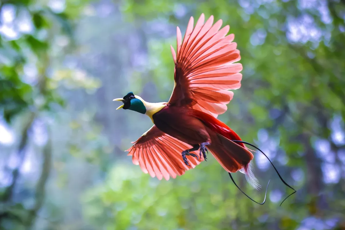 Ongelofelijke ontdekking: sommige vogels zouden in staat zijn tot bioluminescentie en wetenschappers zijn verbluft