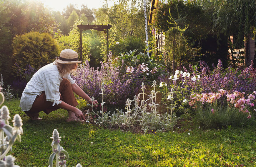 Plant deze variëteit in maart het trekt geluk aan en beschermt natuurlijk uw tuin