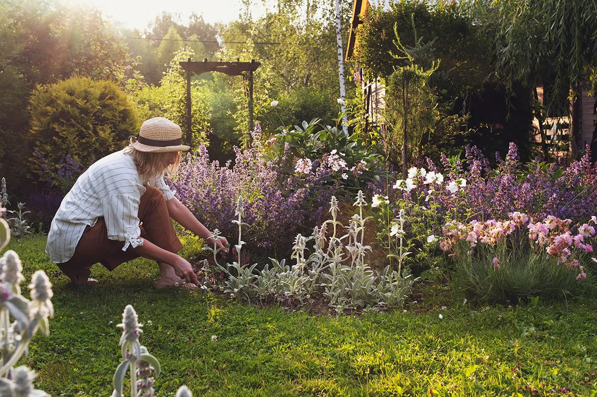 Plant deze variëteit in maart het trekt geluk aan en beschermt natuurlijk uw tuin