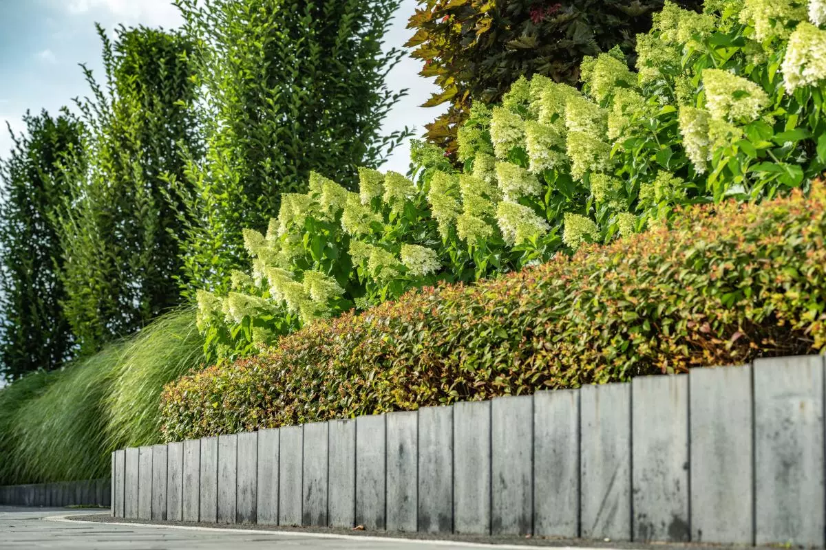 Schermhaag: welke struiken kiezen voor privacy en esthetiek?