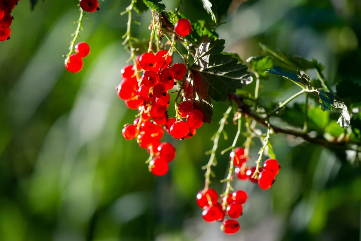 Stekelbes, zwarte bes...: Hier is de datum waarop deze fruitbomen moeten worden gesnoeid voor een prachtige zomerse oogst