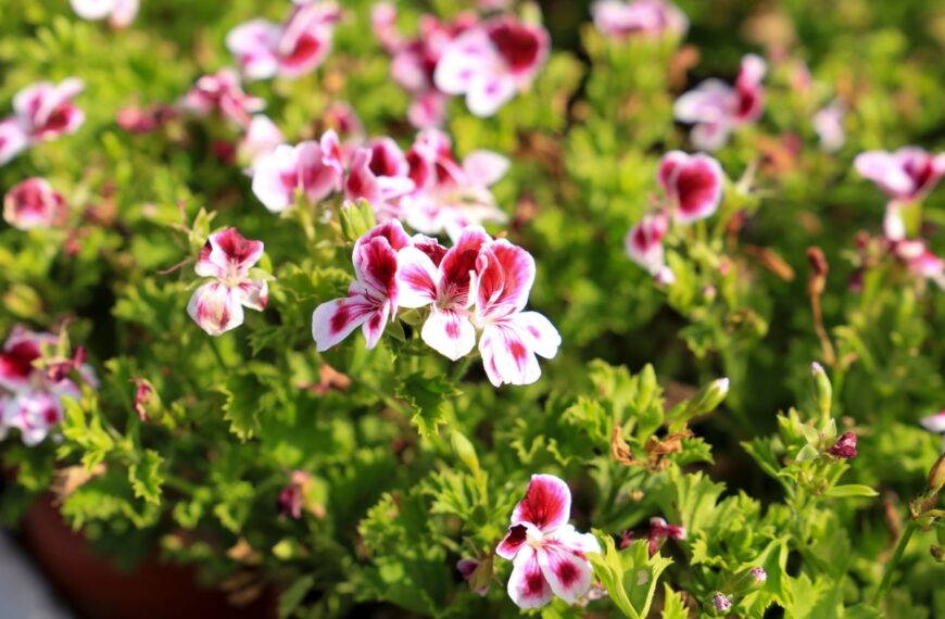 Teken en muggen, pas op je tellen: deze natuurlijke plant is je beste bondgenoot voor de zomer
