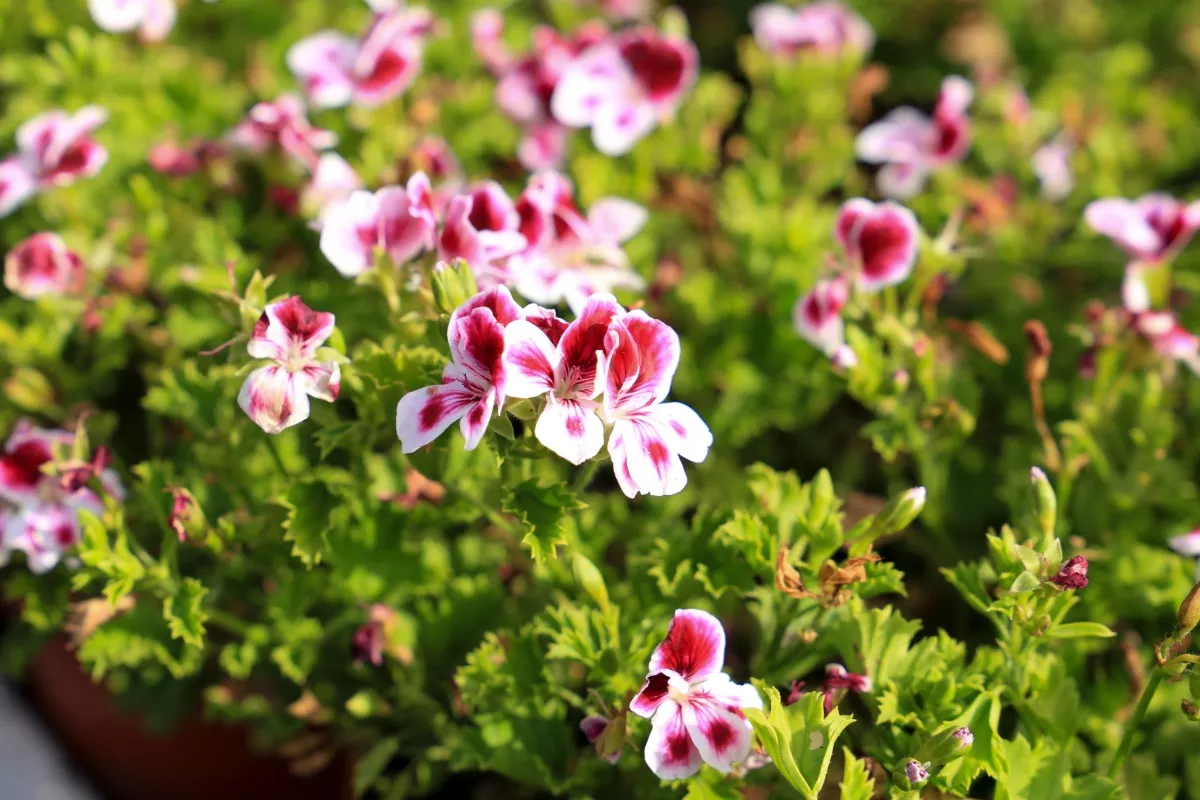Teken en muggen, pas op je tellen: deze natuurlijke plant is je beste bondgenoot voor de zomer