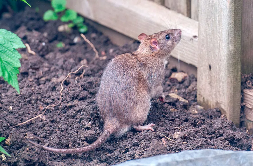 Zonder het te weten trekt dit alledaagse voorwerp ratten aan in jouw huis... zo voorkom je het