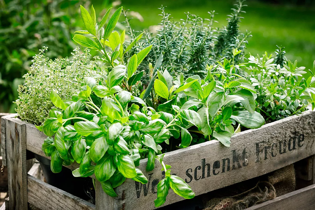 In april, hier zijn 10 makkelijk te zaaien kruidenplanten