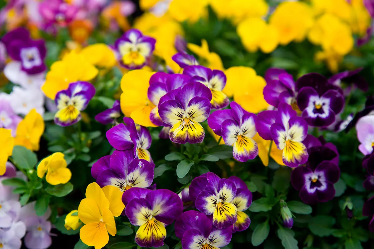 Kweek deze 10 eetbare bloemen voor een kleurrijke en smaakvolle tuin