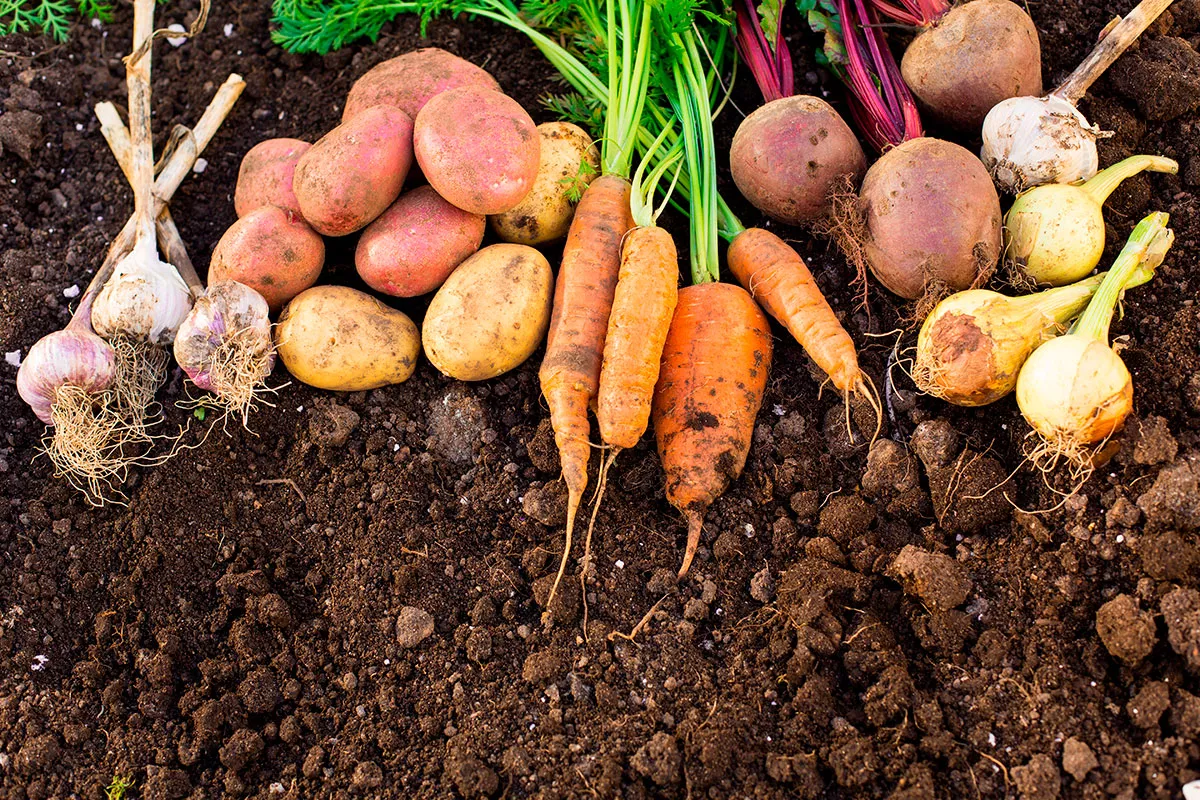 Vermijd deze groenten samen te planten als u een succesvolle zomeroogst wilt