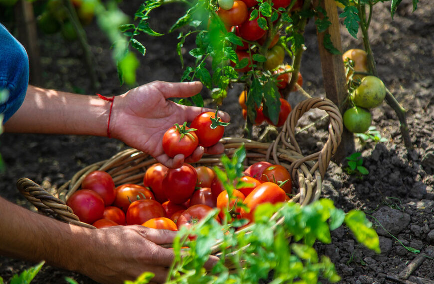 Voor een rijke tomatenoogst deze zomer, zijn hier de 4 gouden regels om nu te volgen