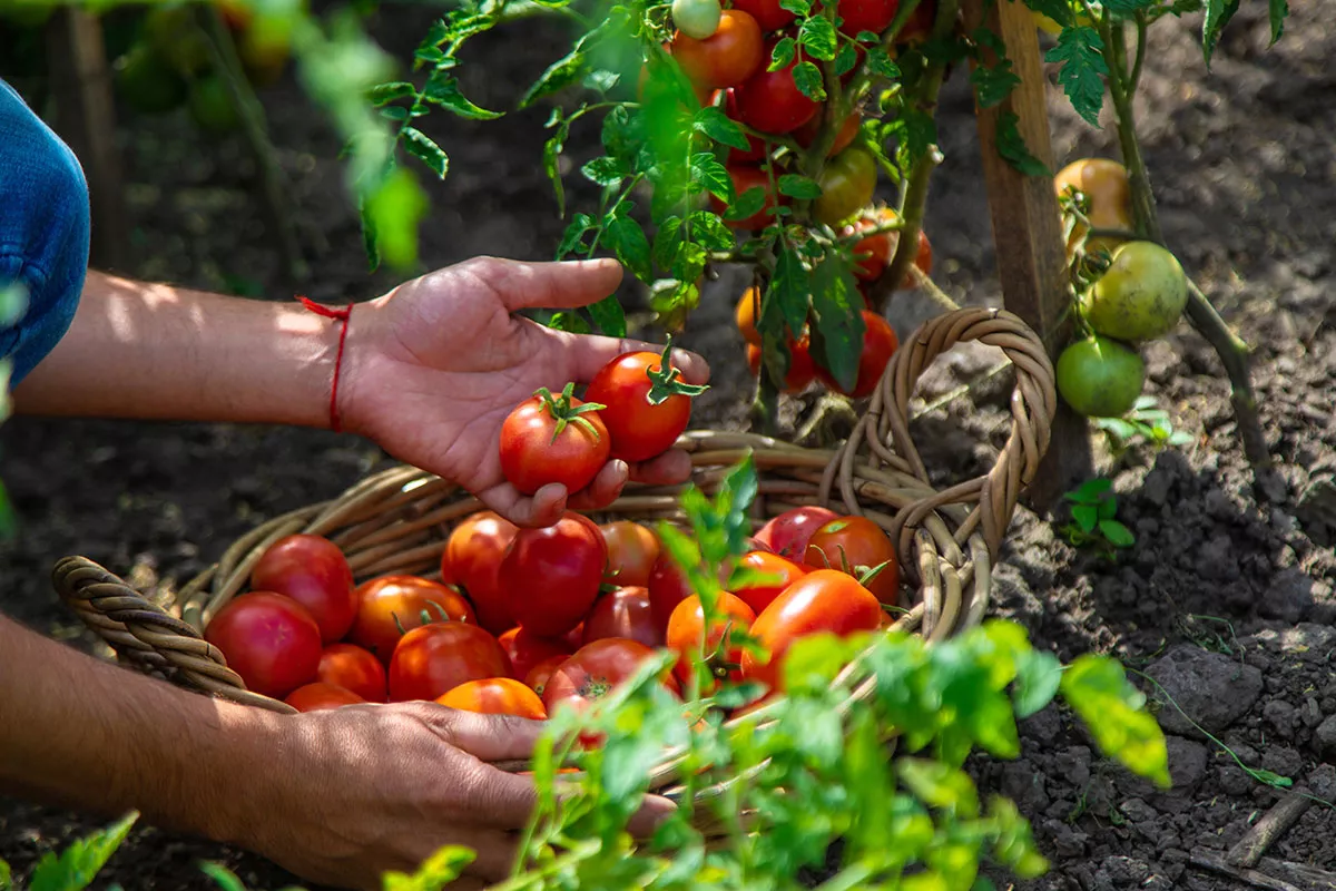 Voor een rijke tomatenoogst deze zomer, zijn hier de 4 gouden regels om nu te volgen