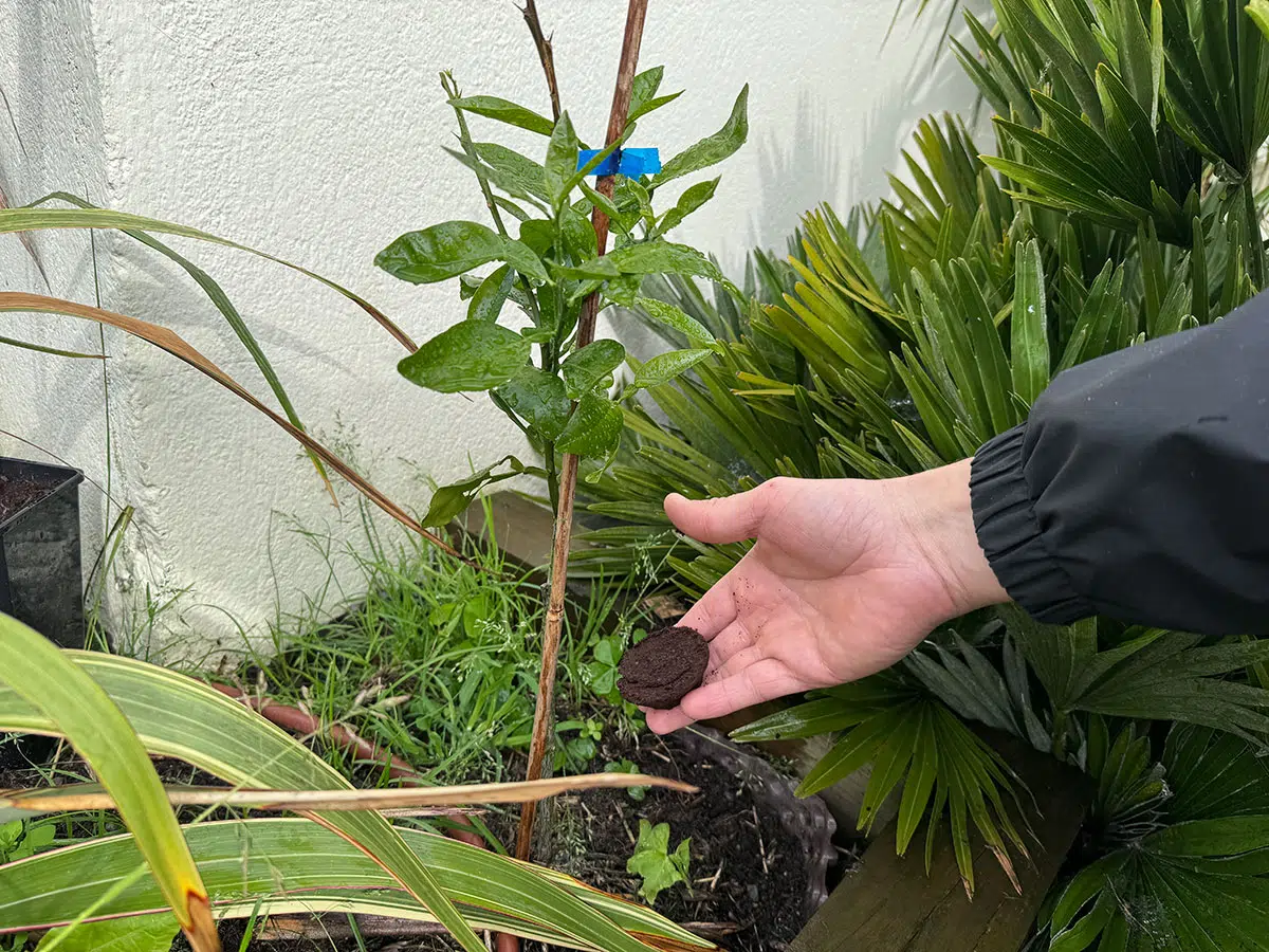 Koffiedik Een natuurlijke meststof rijk aan voedingsstoffen
