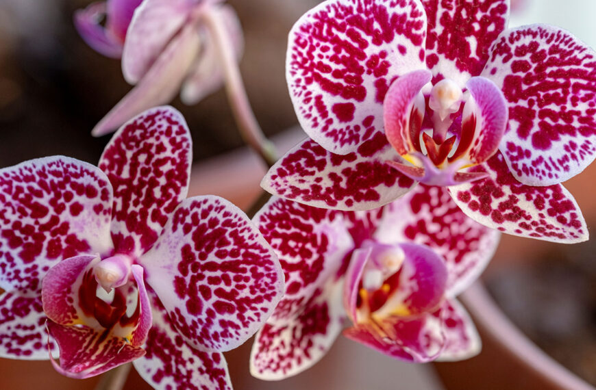 Orchidee zonder bloemen
