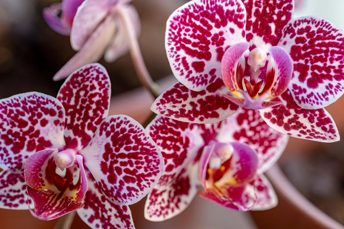 Orchidee zonder bloemen