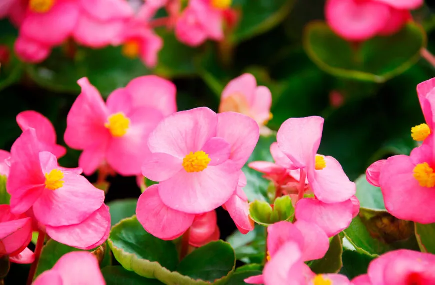 deze vergeten plant is de ware ster van de tuinen van mei tot oktober